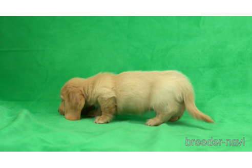 成約済の東京都のミニチュアダックスフンド(ロングヘアード)-154156の5枚目